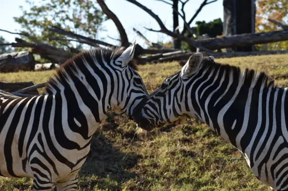 クレイジーフォックス カジノ サポート